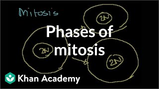 Phases of Mitosis [upl. by Norehc]