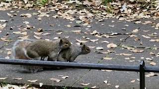 A pair of squirrels mating Saint Stephens Green Dublin [upl. by Eaton159]