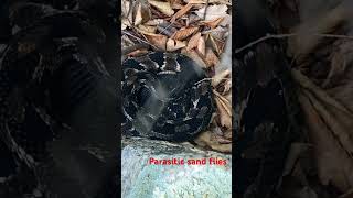 Parasitic sand flies on a Timber Rattlesnake dayhikingandherpingdudes [upl. by Ongun244]