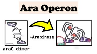 Arabinose Ara Operon araC and DNA looping deepdive video [upl. by Thevenot119]