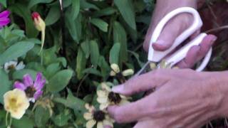 How to Deadhead Zinnias [upl. by Boy]