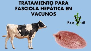 Tratamiento para fasciola hepática alicuya duela del hígado [upl. by Shelah]