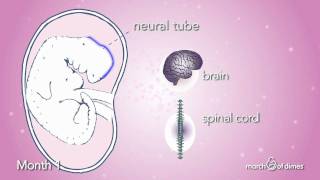 How Your Baby Grows Month 1 [upl. by Eatnahs779]