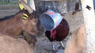 Une petite Chèvre bien futée  la Ferme Couderc  Vallerargues Gard [upl. by Bosch]