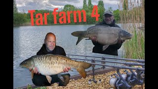 Carp fishing success  Tar farm lake 4 Linear Fisherys [upl. by Kemme]