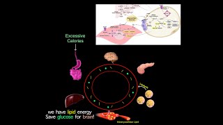 A Common Root Cause Of Chronic Diseases Why Many Longevity Meds Treat Diabetes READ SUMMARY BELOW [upl. by Nnaaihtnyc]