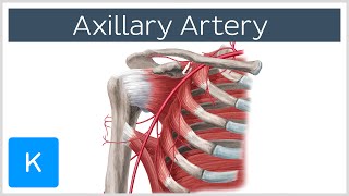 Axillary Artery  Location amp Branches  Human Anatomy  Kenhub [upl. by Gnanmos537]