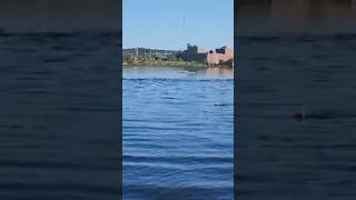 Whale spotted in Sheepscot River in Wiscasset shorts [upl. by Boutis]