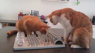 Cats test the TRIXIE cat activity fun board [upl. by Noyar447]