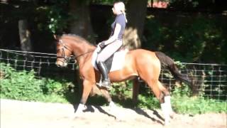 NAMUN 5j Deutsches Reitpony v Nemax for sale VB 5000 Euro [upl. by Eidac37]