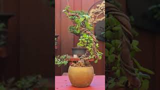 25 Fun with Jade Portulacaria Afra Bonsai From Cutting october 2024 bonsai friends garden [upl. by Fayola904]