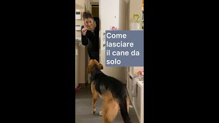 COME INSEGNARE AL CANE A STARE A CASA DA SOLO 🐶🏠  Qua la Zampa educazioneaddestramento cani [upl. by Crabb]