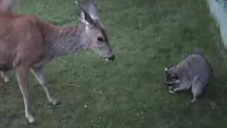 Deer vs Raccoon [upl. by Hamlin]