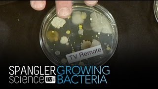 Growing Bacteria  Cool Science Experiment [upl. by Ttereve]