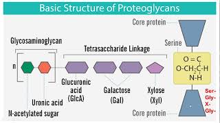 Proteoglycans  Structure and Function [upl. by Bello575]