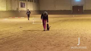 11 weeks old lagotto puppy  obedience training [upl. by Marou]