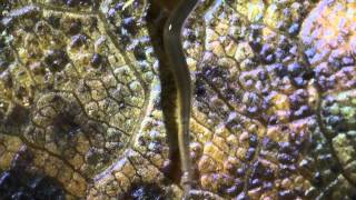 2眼がテンの陸ウズムシ リンコデムス科 Land Planarian Rhynchodemidae [upl. by Aluk698]