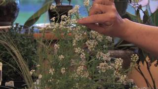 Flower Gardens  How to Grow Sweet Alyssum Lobularia Maritima [upl. by Jodee]