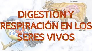 DIGESTIÓN INTRA  MIXTA  EXTRACELULAR Y RESPIRACIÓN CUTÁNEA  BRANQUIAL  TRAQUEAL  PULMONAR [upl. by Enelyahs621]