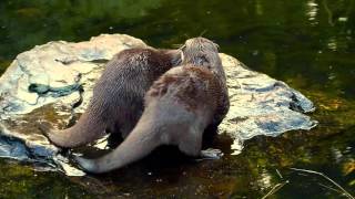 Mating Otters  Wetlands London [upl. by Vyner225]