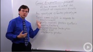 Gene Expression [upl. by Gilead]