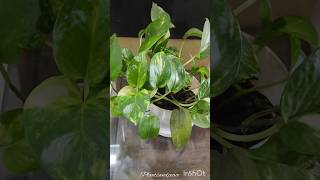 क्या plants के टुटने पर आपको भी दुख होता है plants indoorplants gardening houseplants shorts [upl. by Suidualc]