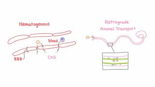 Introduction to Viral Meningitis Encephalitis and Meningoencephalitis [upl. by Buseck]