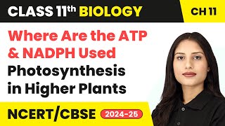 Where Are the ATP amp NADPH Used  Photosynthesis in Higher Plants  Class 11 Biology Ch 11  CBSE [upl. by Dennison103]