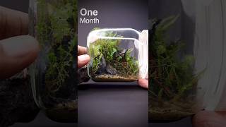 The Nutellarium after one month Nutella jar terrarium [upl. by Arly160]