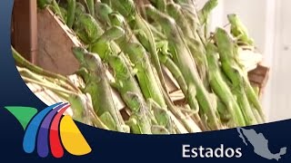 Crianza de iguanas genera 23 mil ejemplares al año en Chiapas  Noticias de Chiapas [upl. by Aihsekat]