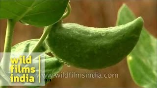 Calotropis gigantea growing in Panna National Park [upl. by Cody]