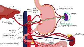 Gastrointestinal Arteries for the USMLE Step 1 [upl. by Ahsena]