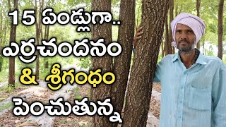 15 ఏండ్లుగా ఎర్ర చందనం శ్రీగంధం పెంచుతున్న  రైతు బడి [upl. by Mirabel]