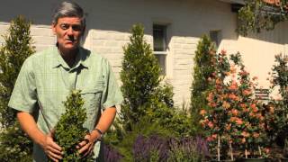 Winter Protection for Boxwood  Garden Savvy [upl. by Ennovyahs]