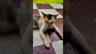 Ektu santo holo ebar🤗🤗 sumitrapaul youtubeshorts catlover shortvideos [upl. by Kenji]