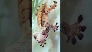 ✨ Crested Gecko The Unlikely Star of the Reptile World PJsLeafLife [upl. by Moth]