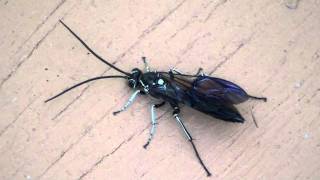 Ichneumon Wasp Ichneumonidae Cratichneumon unifasciatorius Feeding [upl. by Platon]