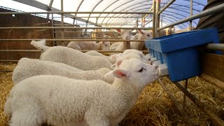 Lambing Season Documentary [upl. by Razatlab]