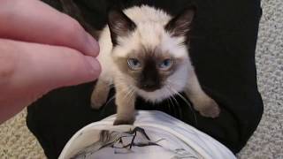 Siamese Kitten LOUDEST Purring [upl. by Lleznov181]