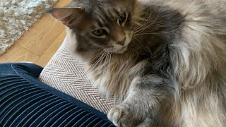 HUGE Maine Coon Cat Talks To Owner talkingcat [upl. by Enitsrik]