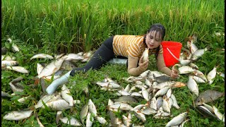 Harvest fish in the fields cook fish and mushrooms to enjoy with your pets [upl. by Ayna]