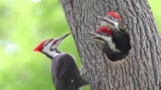 Pileated Woodpecker Chicks At the Nest [upl. by Dorthy]