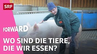 Nutztierhaltung in der Schweiz Wo sind die Tiere die wir essen  Erklärt  Forward  Impact  SRF [upl. by Ahmad]