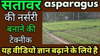 shatavar ki nursery  Shatavari plant  सतावर की नर्सरी 918410607096 [upl. by Almond877]