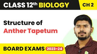 Structure of Anther Tapetum  Sexual Reproduction in Flowering Plants  Class 12 Biology 202223 [upl. by Cacka]