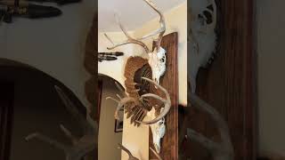 Quick DIY barn board decor easy diy decoration european hunter getoutandhunt [upl. by Amary]