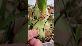 Albuca Bracteata 🌼 🌷preciosa floración [upl. by Constant]