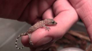 Baby House Gecko [upl. by Odelia488]