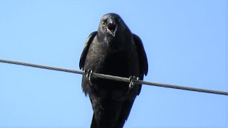 The Crow that HATES Me Angry Crow Sounds [upl. by Marje88]