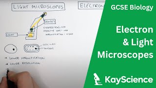 Electron vs Light Microscopes Explained  GCSE Biology  kaysciencecom [upl. by Anoniw993]